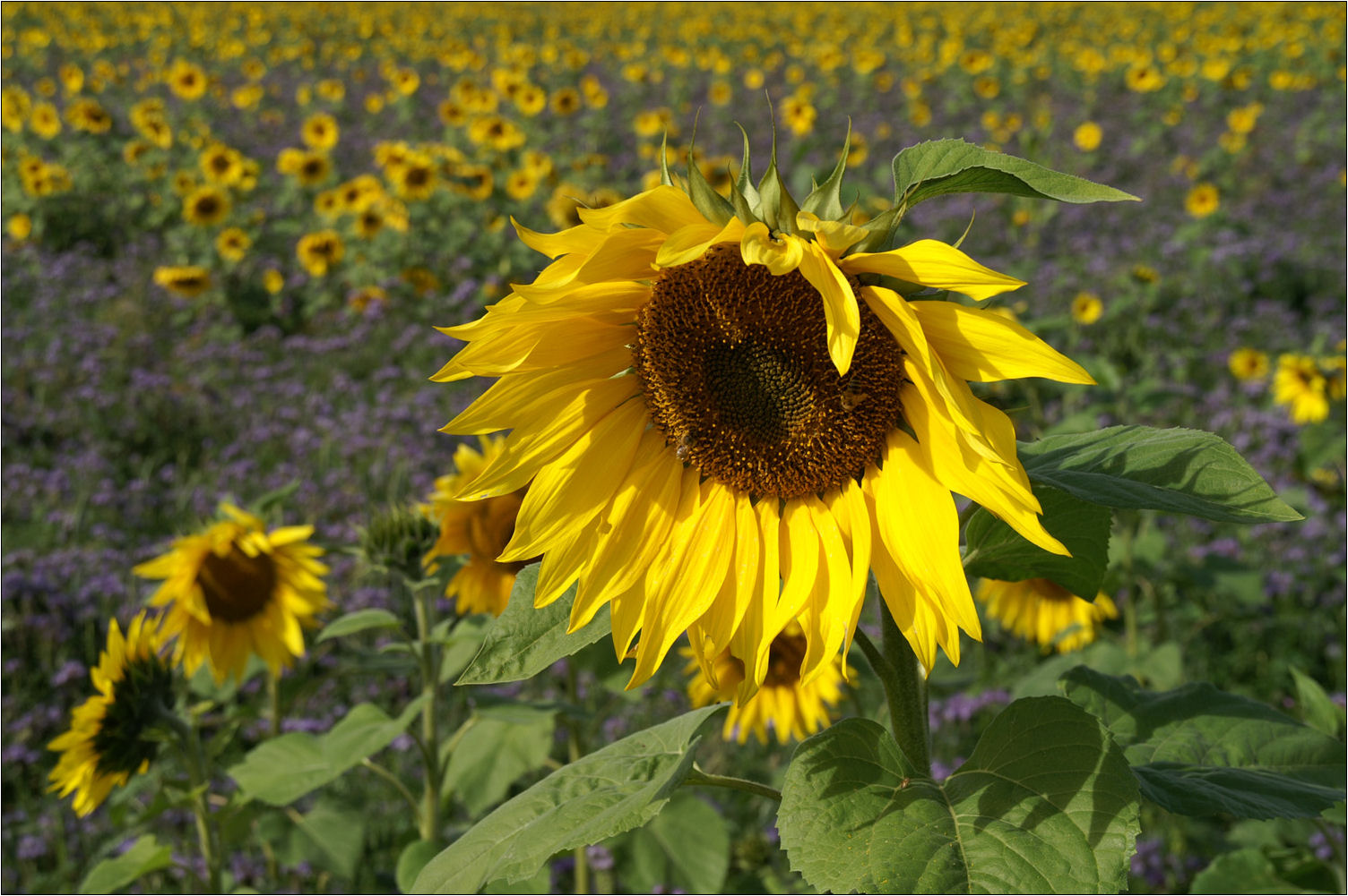 Zeit der Sonnenblumen