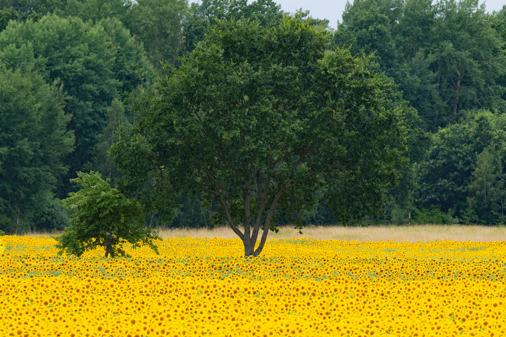 Zeit der Sonnenblumen