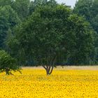 Zeit der Sonnenblumen