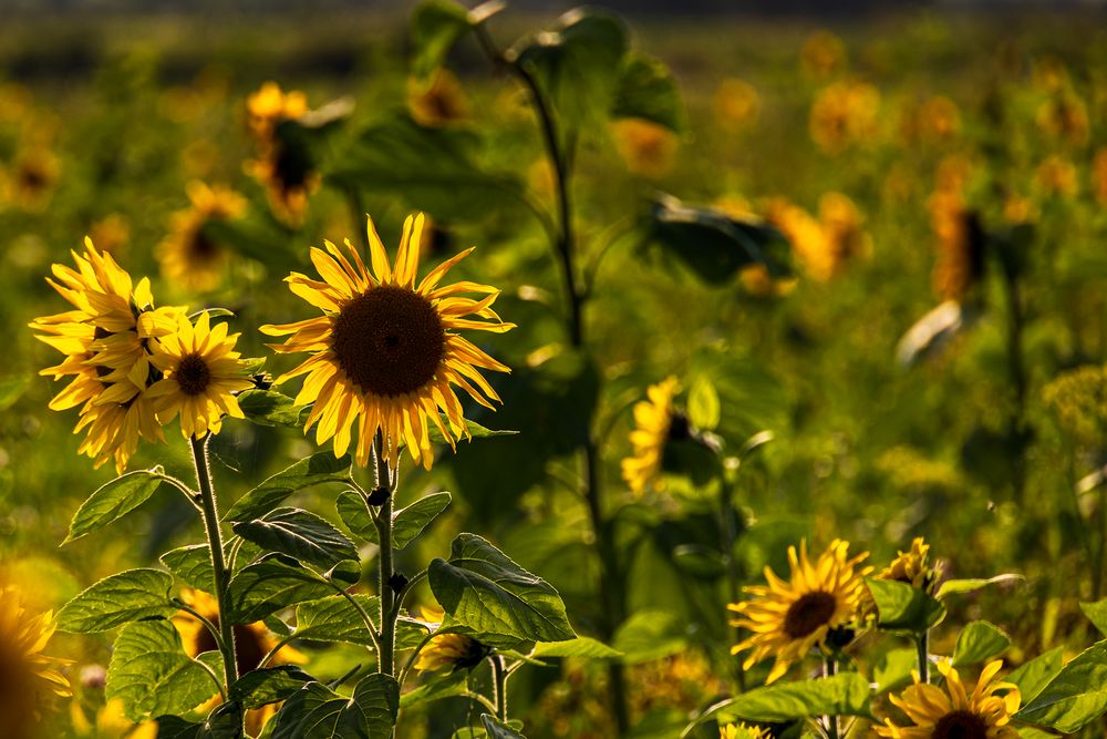 Zeit der Sonnenblumen