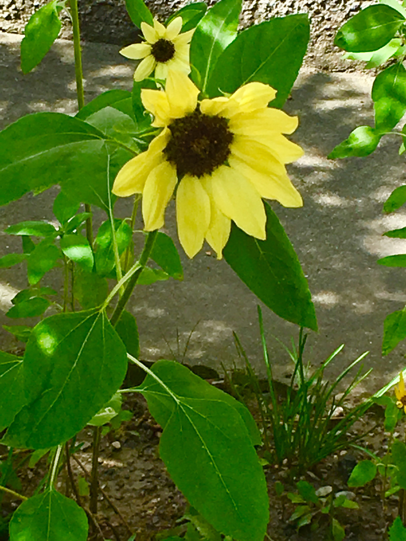 Zeit der Sonnenblumen 