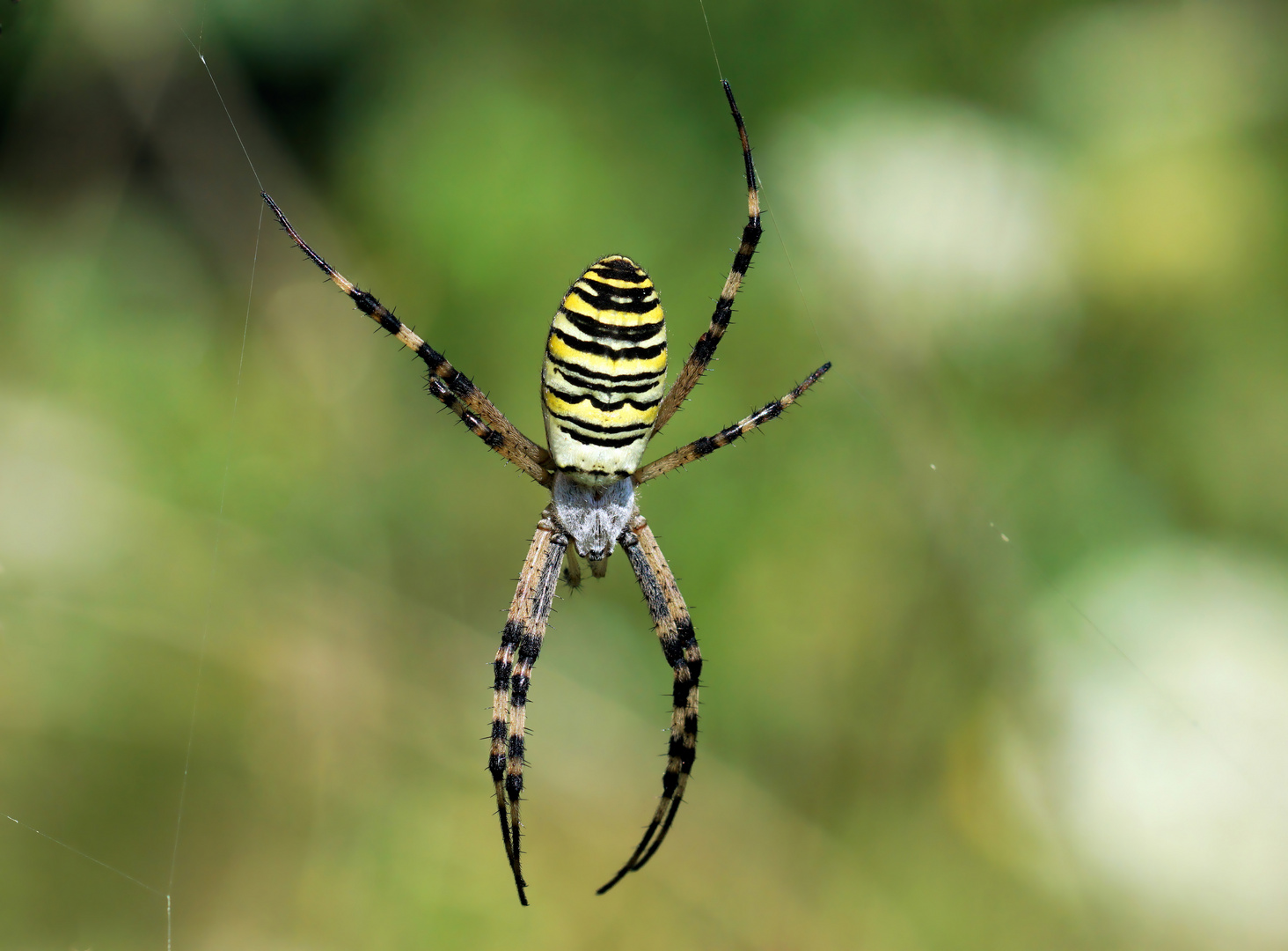 Zeit der Spinnen - Wespenspinne - (Argiope bruennichi) am seidenen Faden 