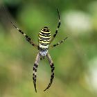 Zeit der Spinnen - Wespenspinne - (Argiope bruennichi) am seidenen Faden 