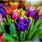 ZEIT DER TULPEN... 2