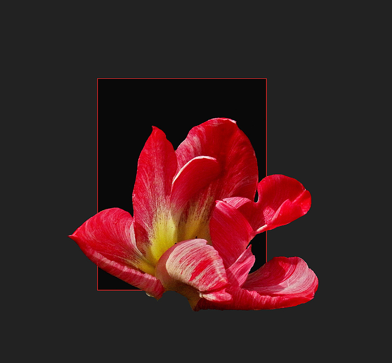 Zeit der Tulpen