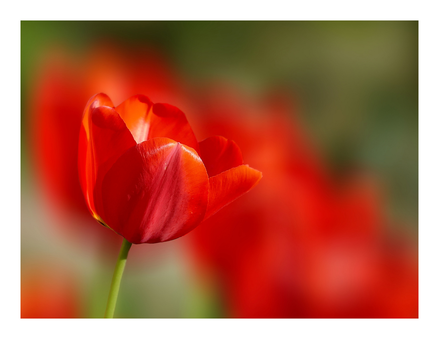 Zeit der Tulpen...