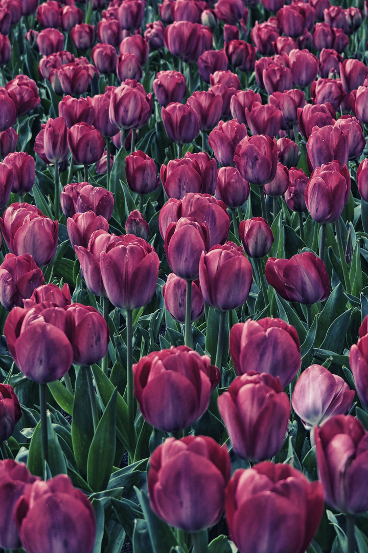 Zeit der Tulpen