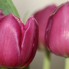 Zeit der Tulpen 