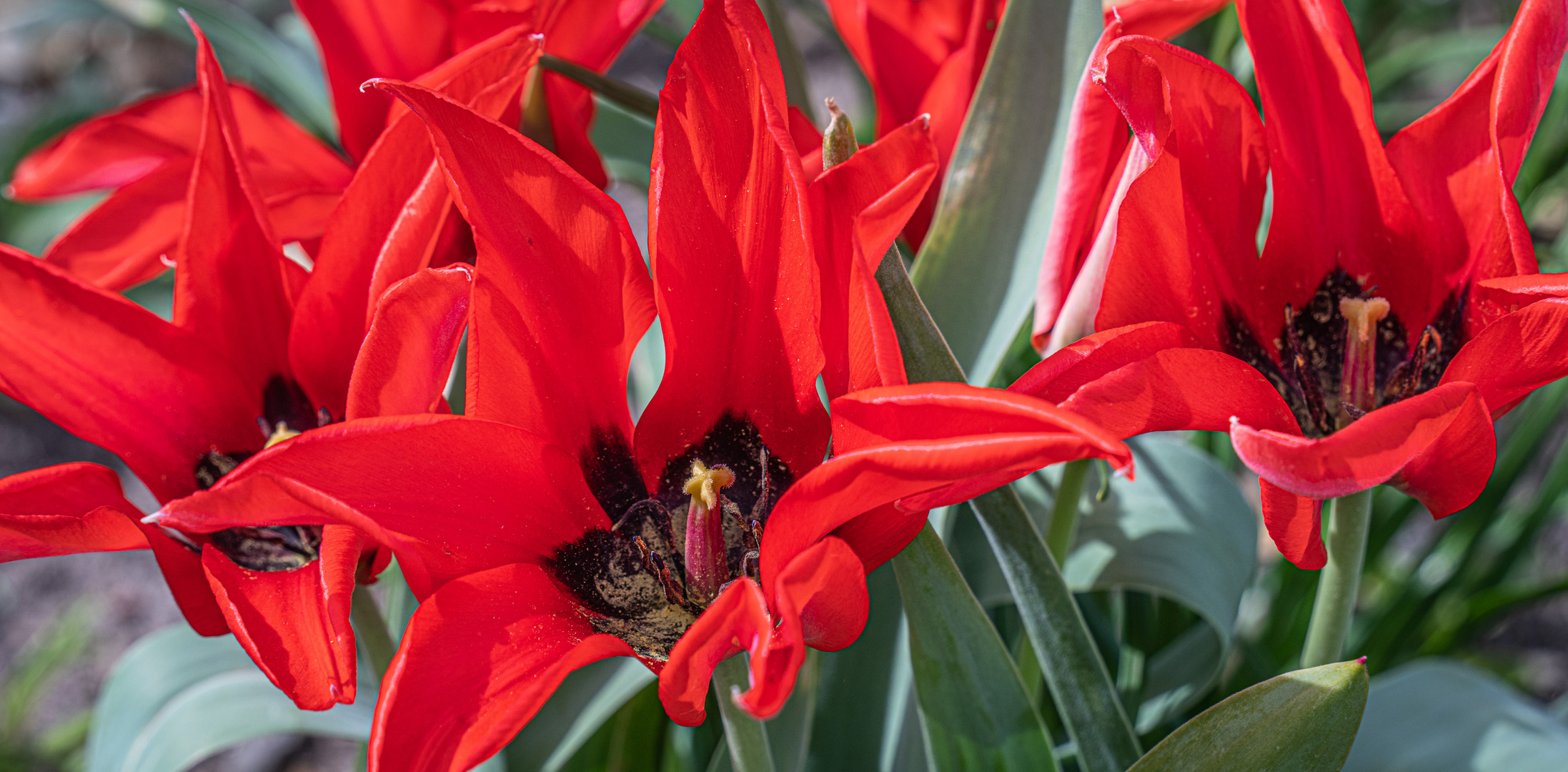 Zeit der Tulpen I