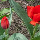 Zeit der Tulpen IV