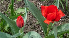 Zeit der Tulpen IV