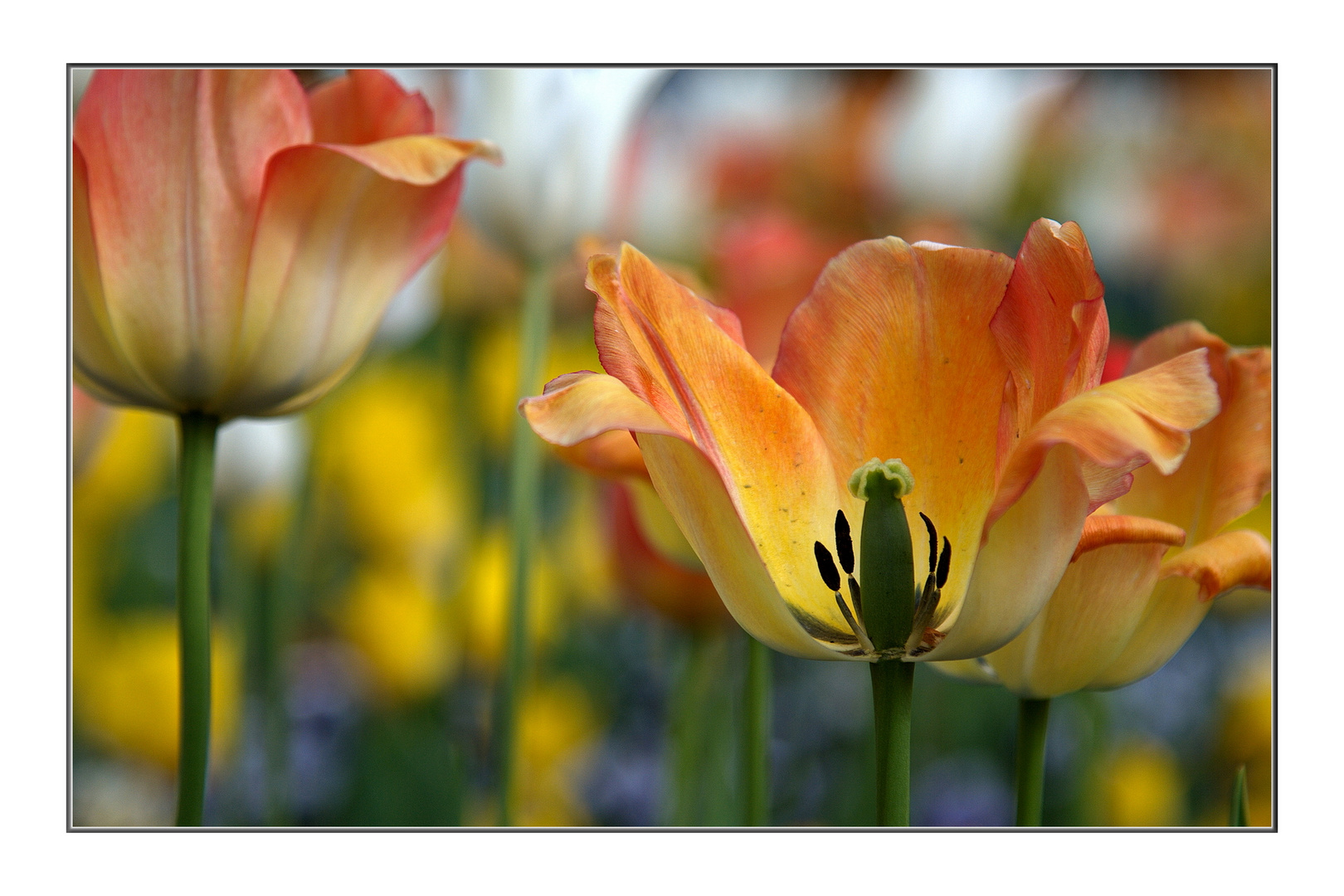 Zeit der Tulpen (THEMENTAG: Mittwochsblümchen)