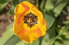 Zeit der Tulpen V