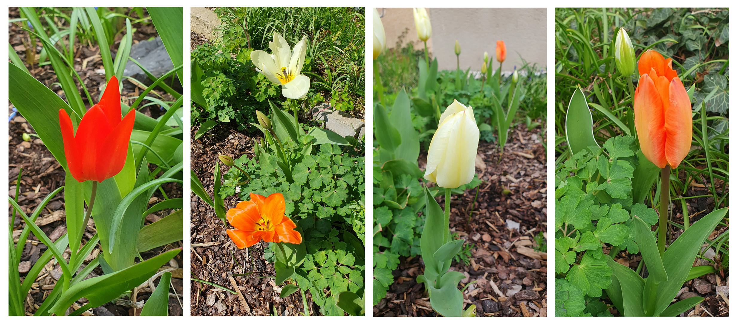 Zeit der Tulpenblüte