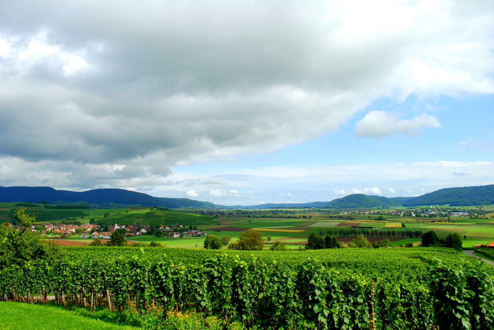 Zeit der Weinernte