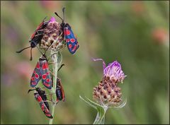 Zeit der Widderchen