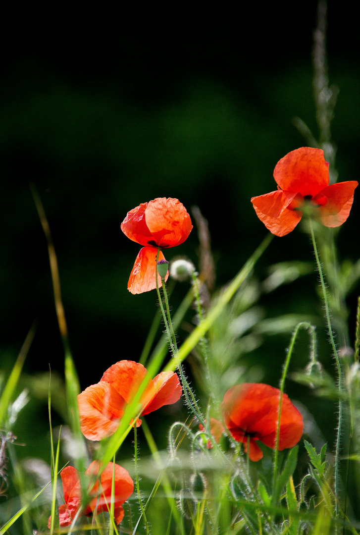 zeit des mohns