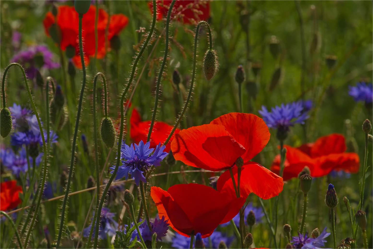 Zeit des Mohns und der Kornblumen