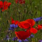 Zeit des Mohns und der Kornblumen