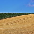 Zeit des Reifens und der Ernte