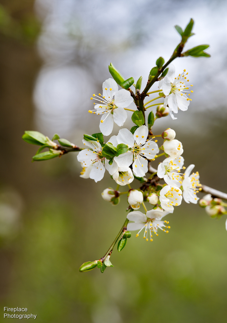 Zeit, die Frühlingsbluten zu erkunden !