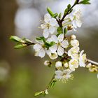 Zeit, die Frühlingsbluten zu erkunden !