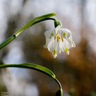 Zeit, die Frühlingsbluten zu erkunden !