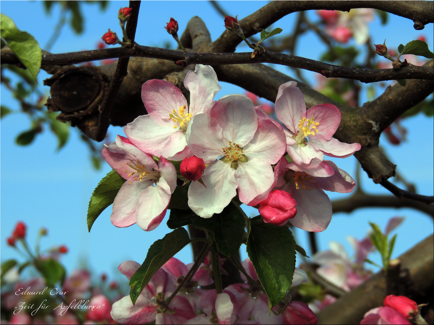 Zeit für Apfelblumen