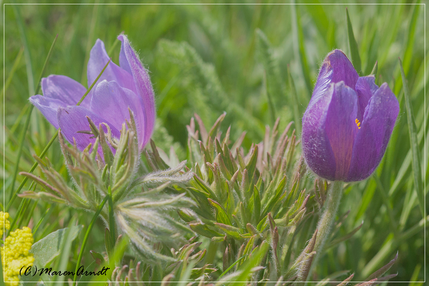 Zeit für Blümchen