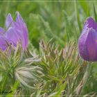 Zeit für Blümchen