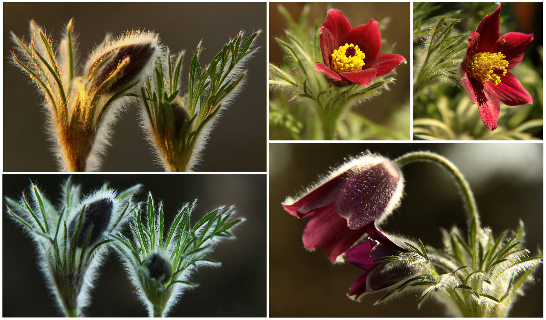 Zeit für Blumen