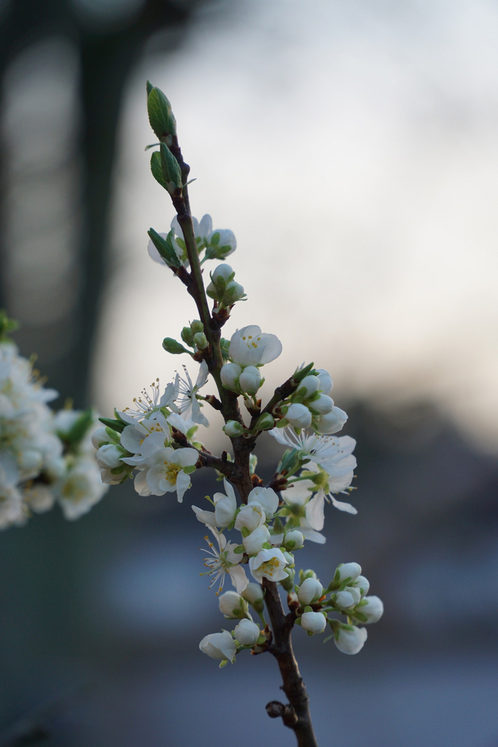 Zeit für den Frühling 