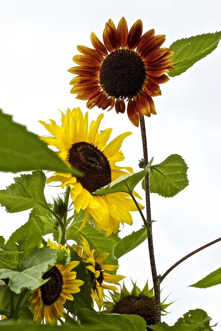 Zeit für die Sonne