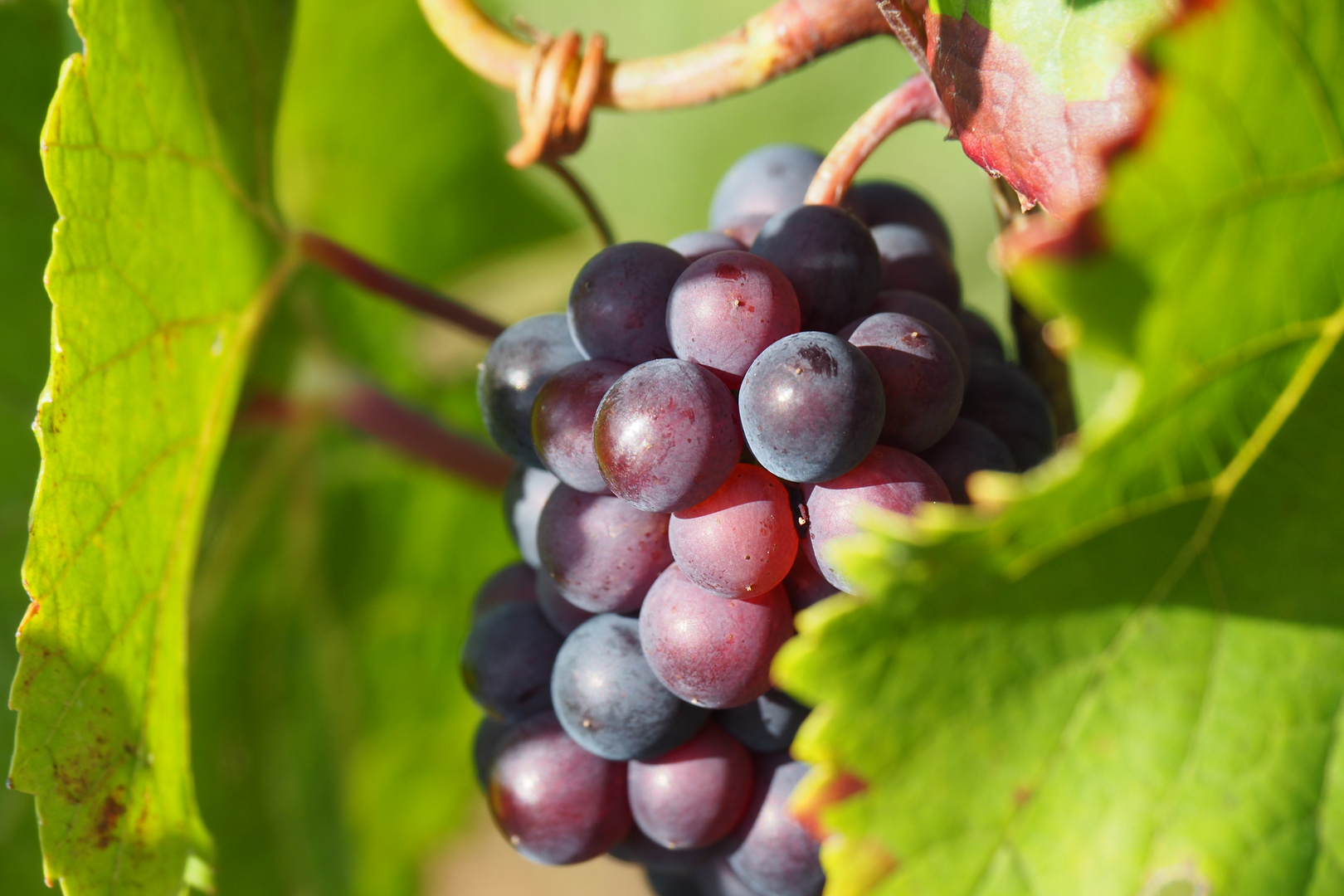 Zeit für die Weinlese