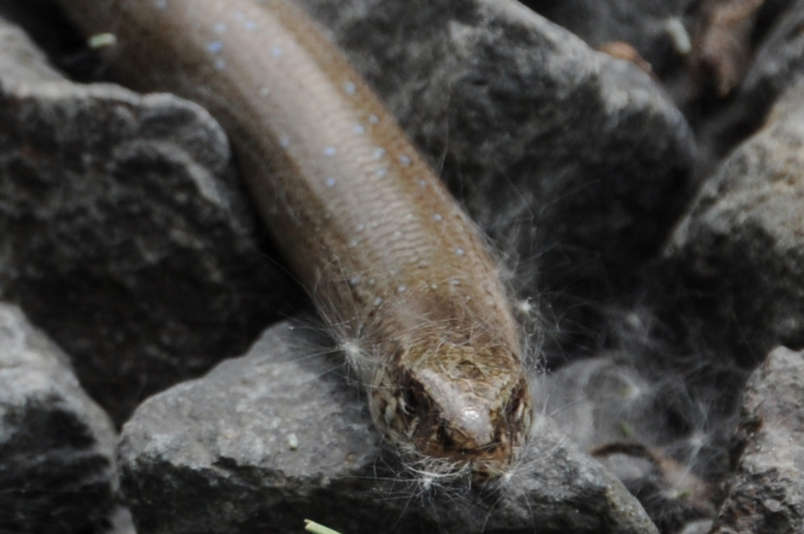 ... Zeit für eine Rasur, oder Haselwurm im Pollenkleid