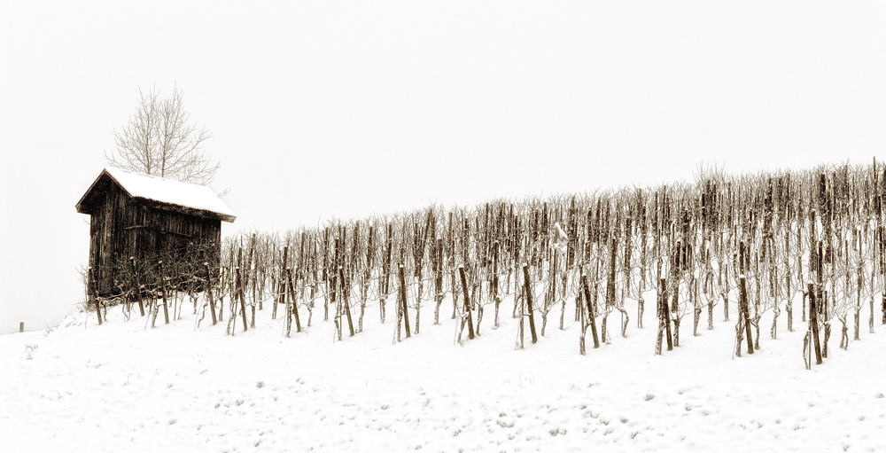 Zeit für Eiswein