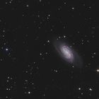 Zeit für Galaxien: NGC2903 im Sternbild Löwe