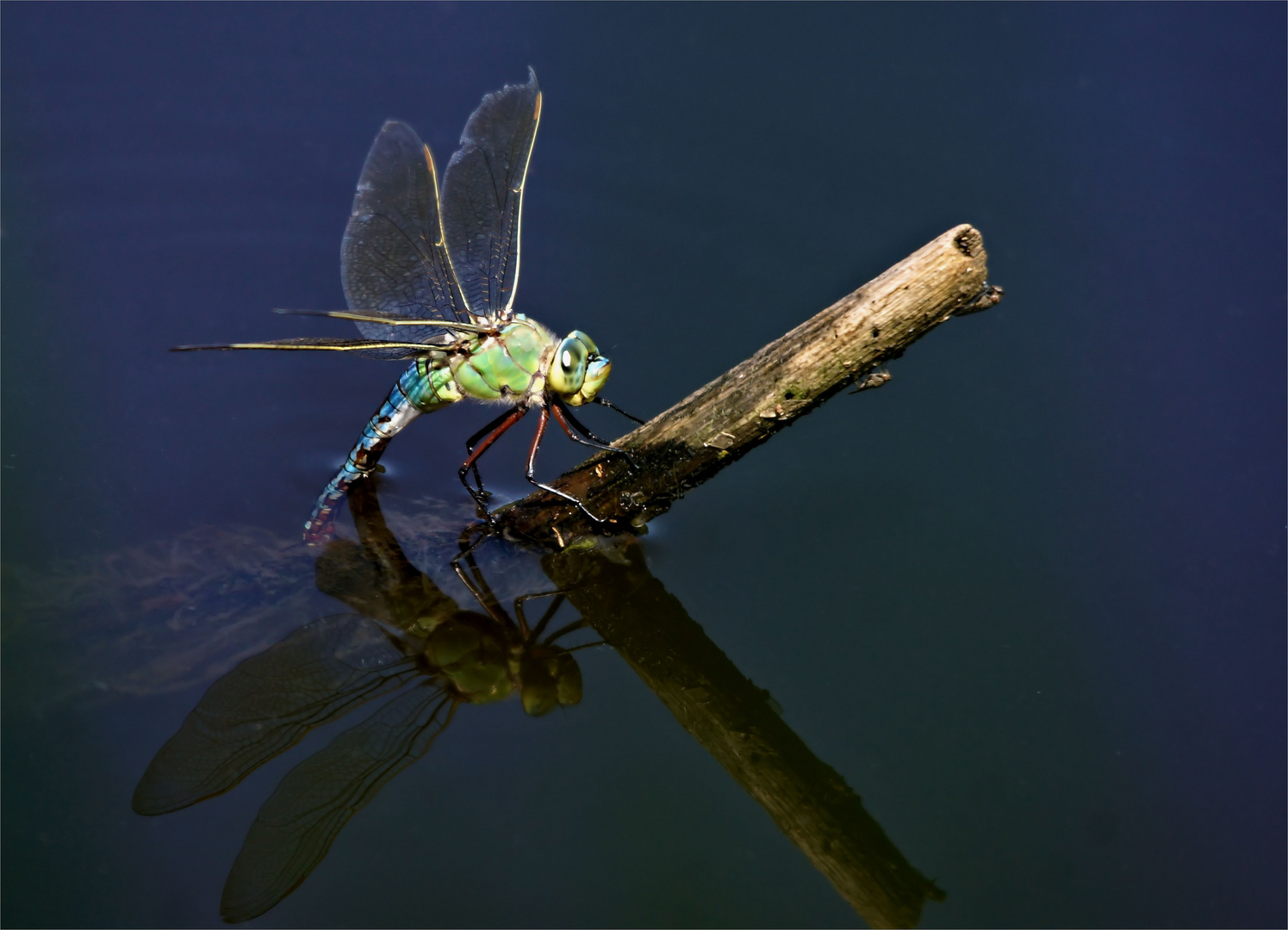 Zeit für Königskinder - Anax Impertor -