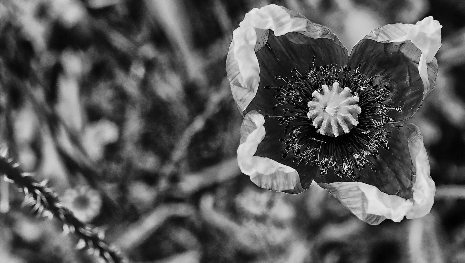 zeit für mohn ...