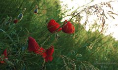 Zeit für Mohn 