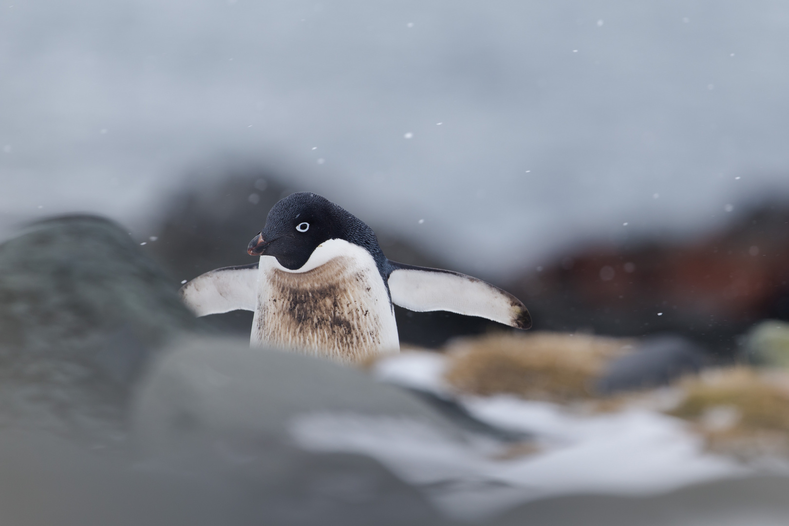 Zeit für Pinguine