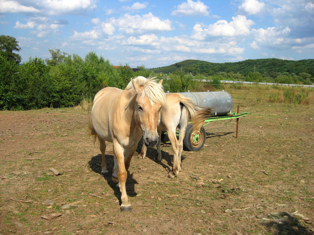 Zeit für ruhe ... (Equus ferus caballus)