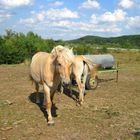 Zeit für ruhe ... (Equus ferus caballus)