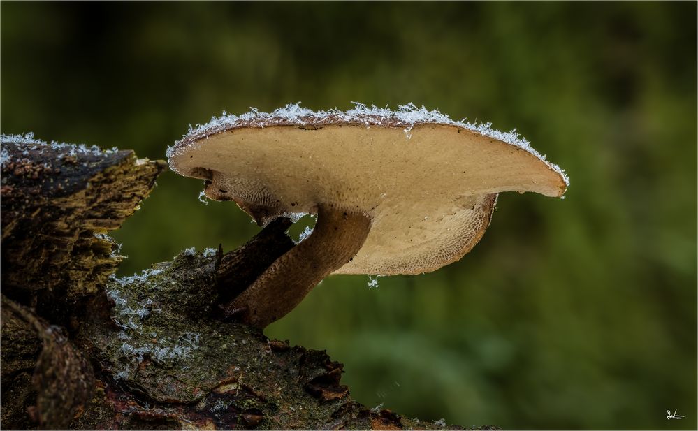 Zeit für Winterpilze