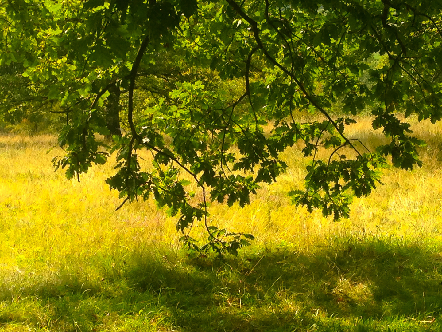 Zeit in der Natur im Eichenhain 2