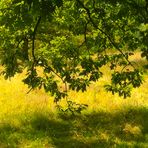 Zeit in der Natur im Eichenhain 2