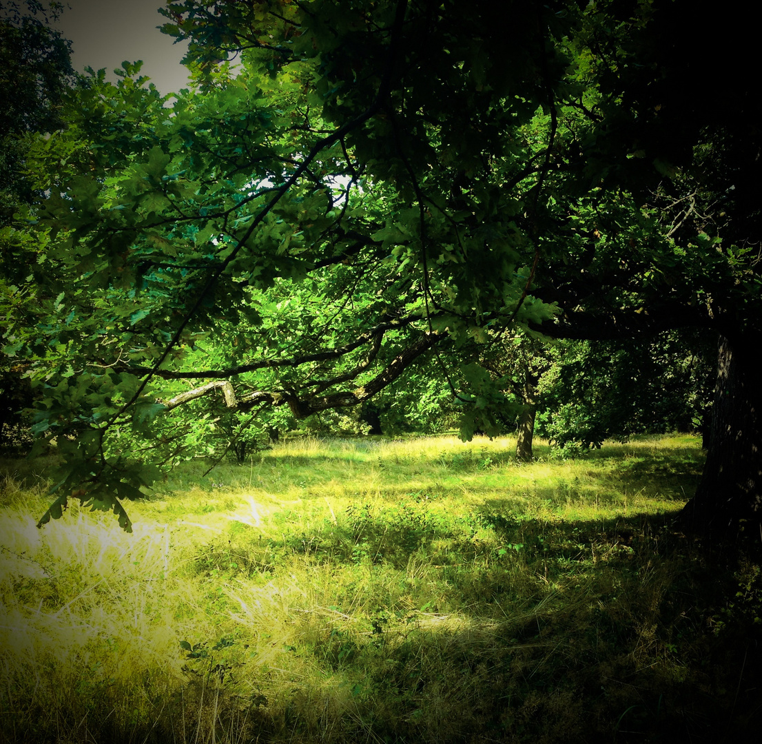 Zeit in der Natur im Eichenhain 3