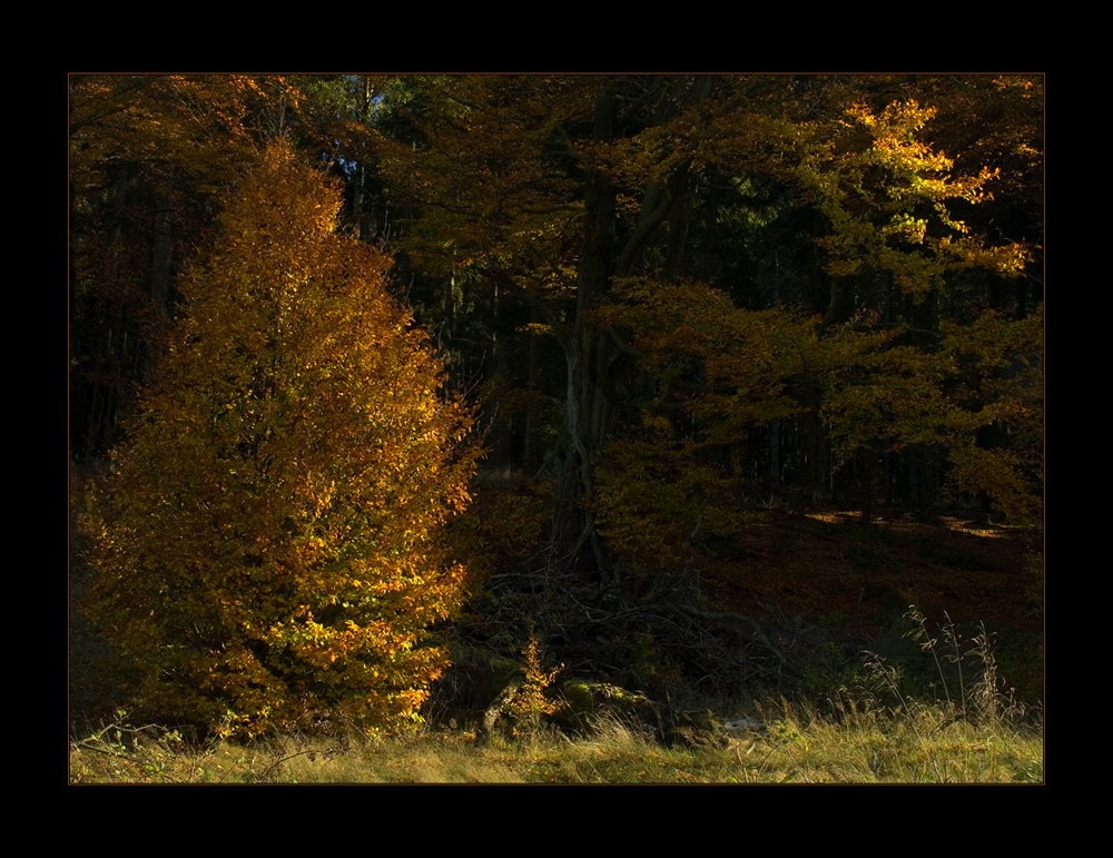 Zeit ist Gold... - Das Gold der späten Zeit...