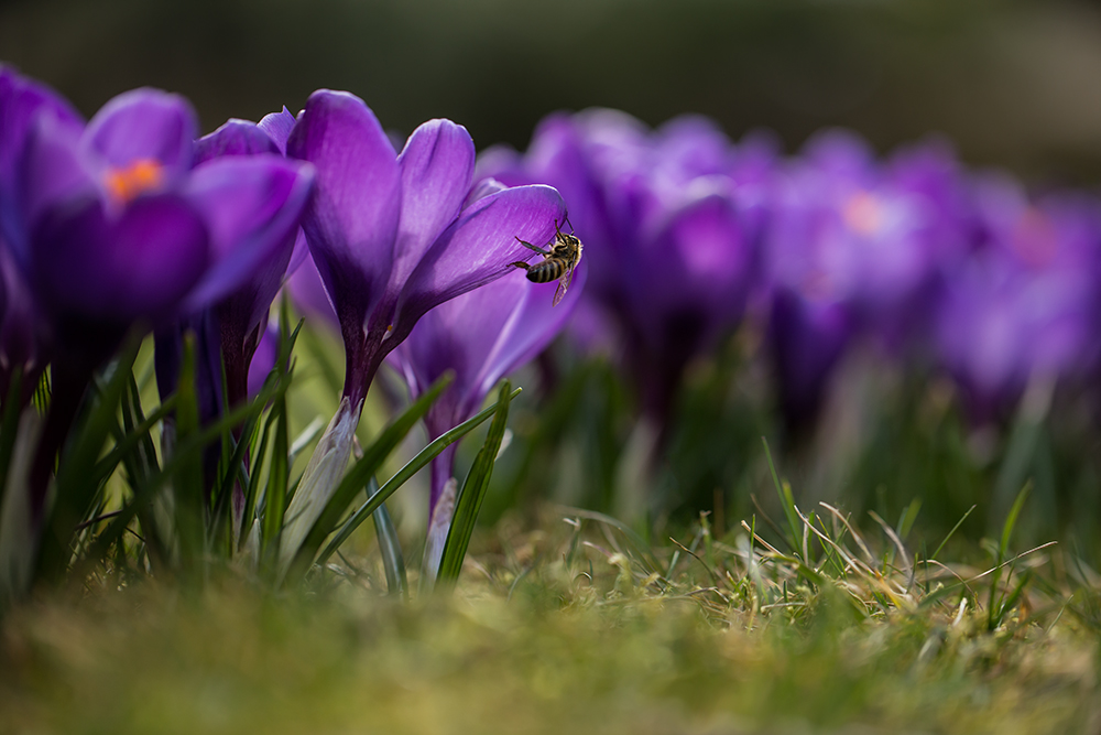 Zeit, Krokusse zu pflanzen