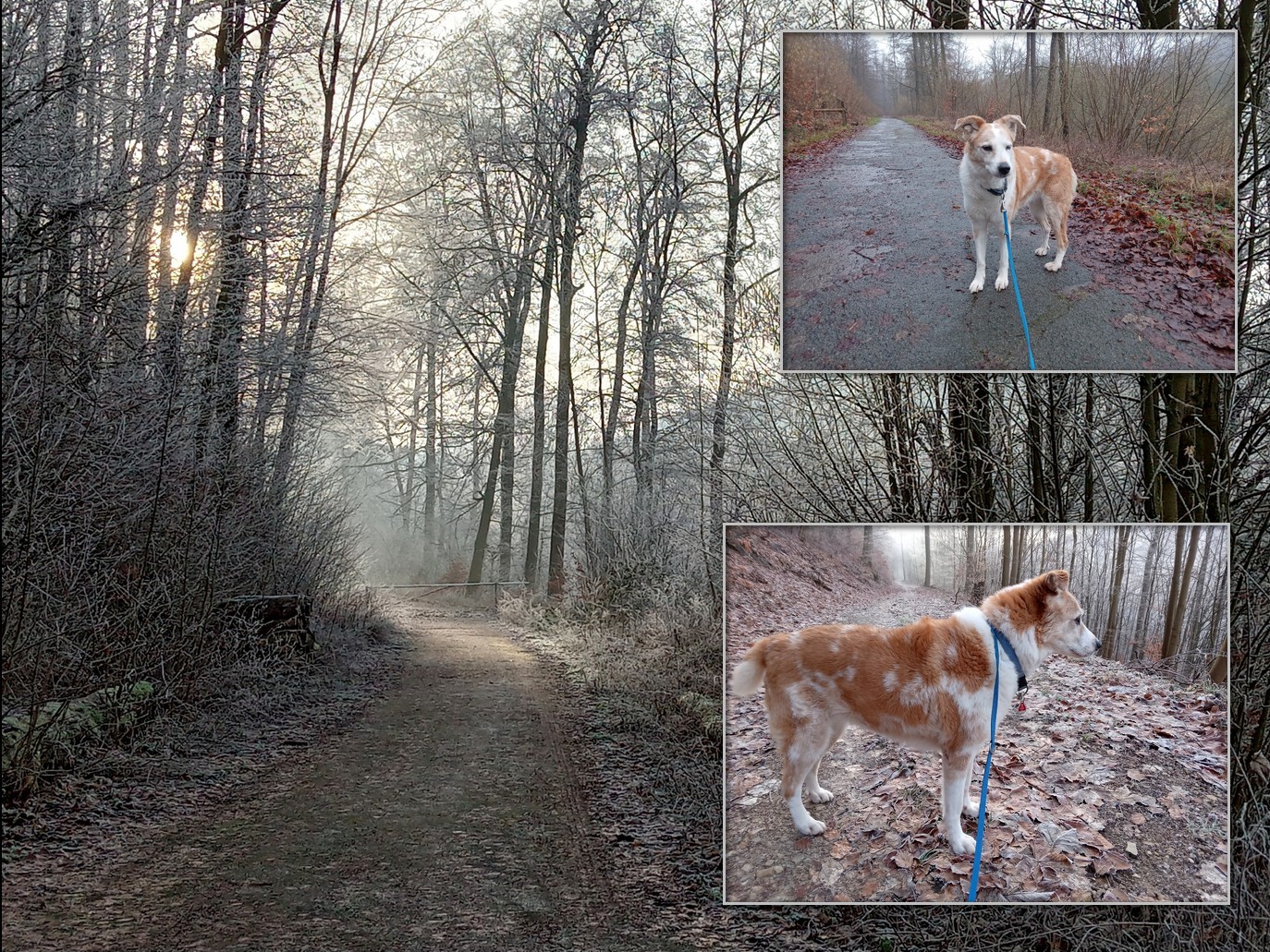 Zeit mit Hund Foto & Bild tiere, haustiere, hunde Bilder auf